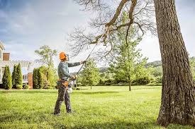 Best Tree Cabling and Bracing  in Greilickville, MI